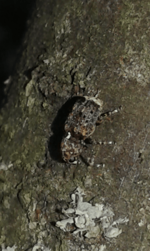 Anthribidae: Dissoleucas niveirostris? S.